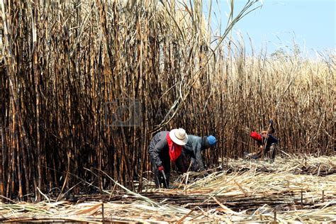 Worker In Sugarcane Sugarcane Plantation Burn And Worker Sugarcane