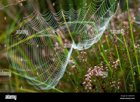 Web Spinnennetz Stockfotos Und Bilder Kaufen Alamy