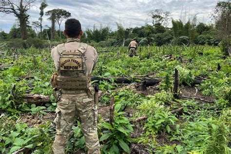 PF faz maior ação de erradicação de plantações de maconha do planeta