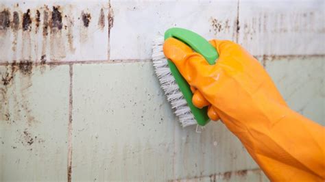 Top 10 Best Black Mold Removal Ways – TopTeny Magazine