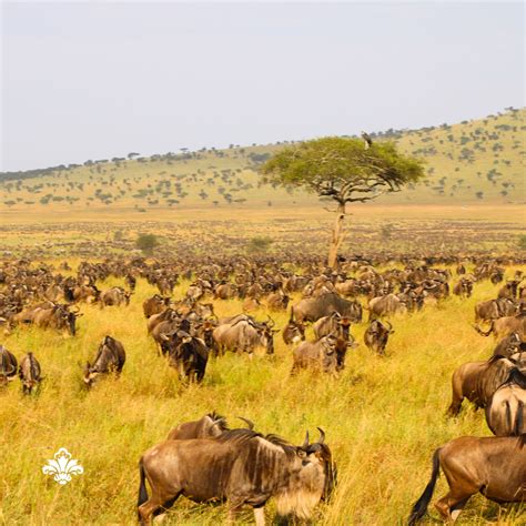 Migration Updates : These wildebeest herds Were Sighted moving from ...