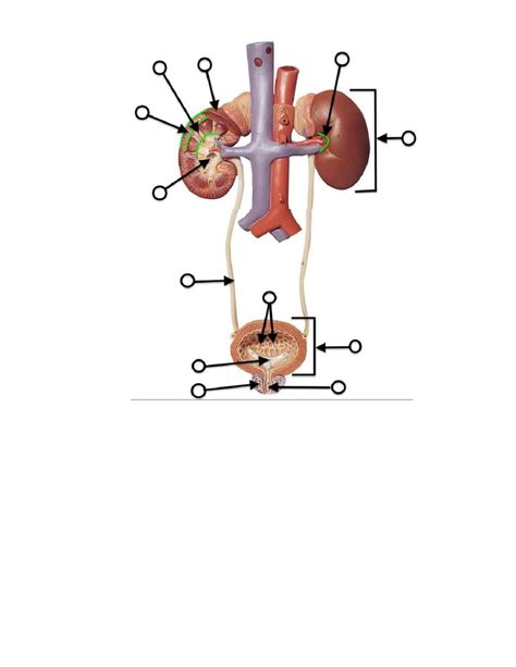 Lab Urinary System Structures Soft Chalk Diagram Quizlet