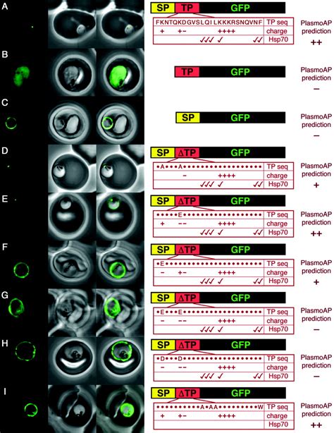 Dissecting Apicoplast Targeting In The Malaria Parasite Plasmodium Falciparum Science