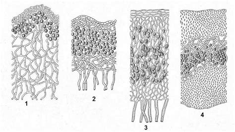 thallus variety - Schneider - ANBG Lichen website