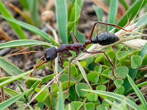 20 Tipos De Hormigas Especies Características Y Fotos