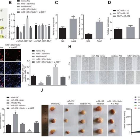 Mir 132 Specifically Binds To Lncrna Xist And Its Overexpression