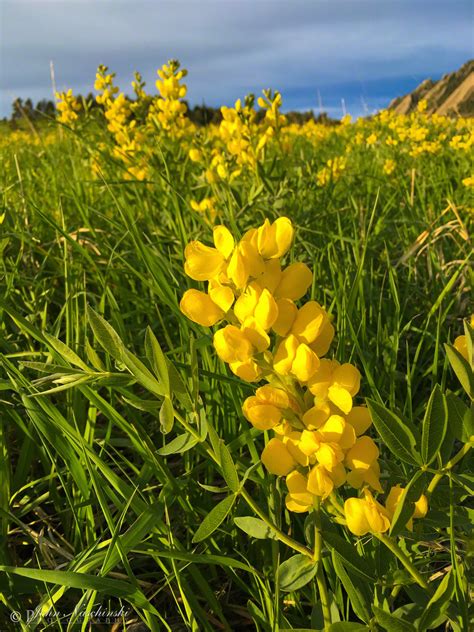 Boulder Colorado Flatirons Wildflower Sunrise Photos