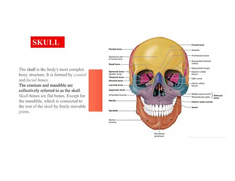 Sex Determination From Skull PPT