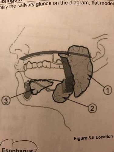 Lab Salivary Glands Accessory Structure Flashcards Quizlet