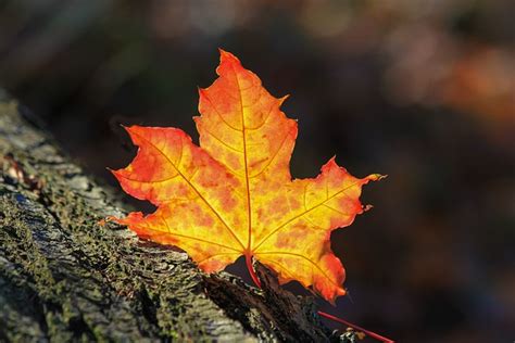 Herbstblatt Herbst Natur Kostenloses Foto Auf Pixabay Pixabay