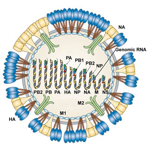 Influenza Virus Replication The Binding Of Influenza Virus To The Host