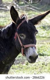 Donkey Hear Images Stock Photos Vectors Shutterstock