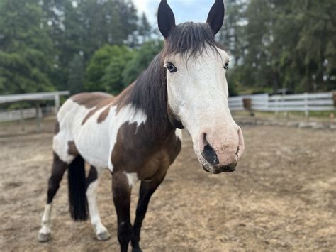 Approaching Montana | Save a Forgotten Equine (SAFE)