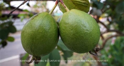 7 Manfaat Jus Jambu Biji Untuk Kesehatan Dan Menyembuhkan Penyakit