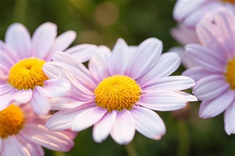 Bloemen Fotograferen 11 Tips • Vink Academy