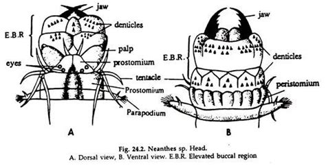 Morphology of Neanthes (Sandworm) | Phylum Annelida