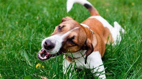 O seu cachorro come grama Veja como evitar esse comportamento Saúde