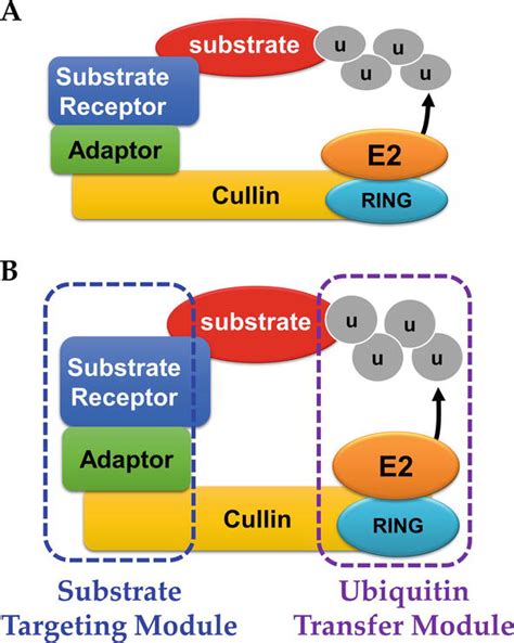 Ubiquitin Signaling In Regulation Of The Start Of The Cell Cycle