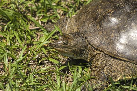 Soft Florida Shelled Turtle Apalone Ferox Photograph By Kathy Clark