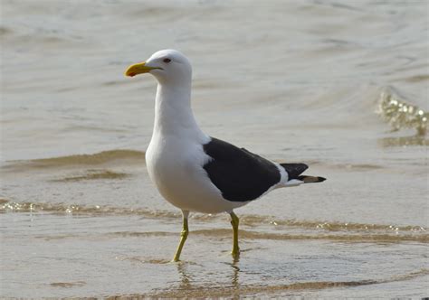 Gaivota Paineis Automotivos - Gaivota - Espécies de Aves - InfoEscola