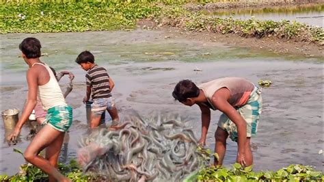 Best Mud Water Catfish Fishing By Hand Catfish Harvesting From Fish