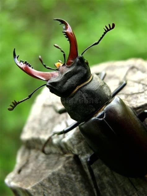 Stag Beetle Stock Image Image Of Wildlife Horned Antenna 10207875