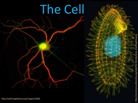 04 The Cell Slides