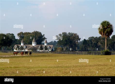 Horses Grazing At The Padua Horse Farm In Ocala Florida Americausa