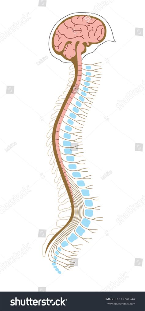 Vector Illustration Human Brian Spinal Cord Stock Vector (Royalty Free) 117741244 | Shutterstock