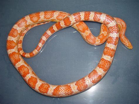 Amelanistic Cornsnake Ians Vivarium