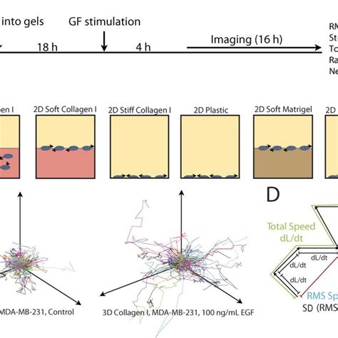 Schematic of the migration assays. (A) Schematic of the migration assay ...