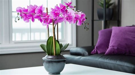 Consejos para cuidar las orquídeas de tu casa correctamente