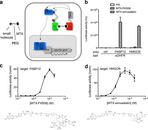 Figure From Kinase Substrate Sensor Kiss A Mammalian In Situ