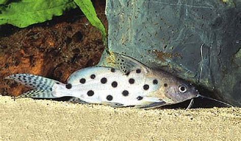 Synodontis Ocellifer