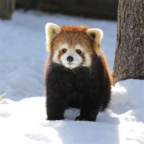 Pin on red panda baby