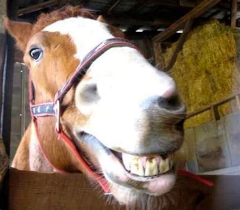 18 Pictures Of Smiling Horses That Are So Happy My Computer Is Laughing Too