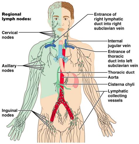 Groin Lymph Nodes Diagram