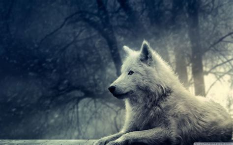 Cute Wolf Wallpapers - Wallpaper Cave