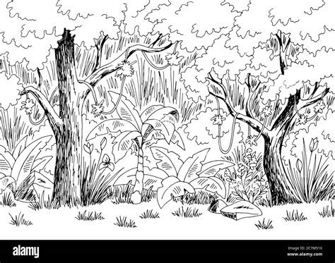 Jungle Rain Forest Graphic Black White Landscape Sketch Illustration