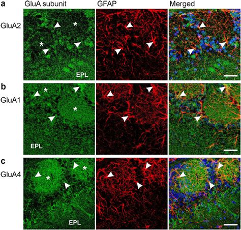 Immunostaining Of AMPA Receptor Subunits In The Olfactory Bulb A