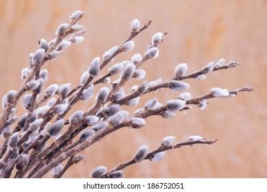 Spring Pussy Willow Branches Fluffy Buds Stock Photo