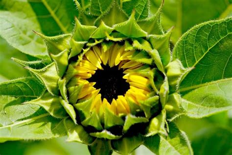 Girasol Flor Capullo De La Foto Gratis En Pixabay Pixabay