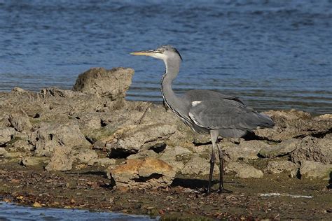 Héron Cendré Ardea Cinerea Héron Cendré 🌎 Grey H Louis