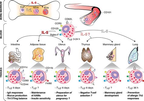 Eosinophil Function