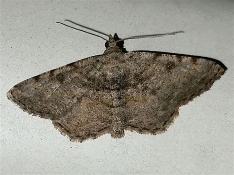 Hollow Spotted Angle Digrammia Gnophosaria Bugguide Net