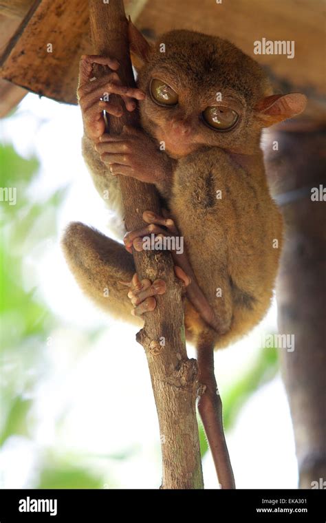 Tarsier species hi-res stock photography and images - Alamy