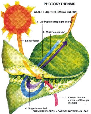 Plants and its photosynthesis