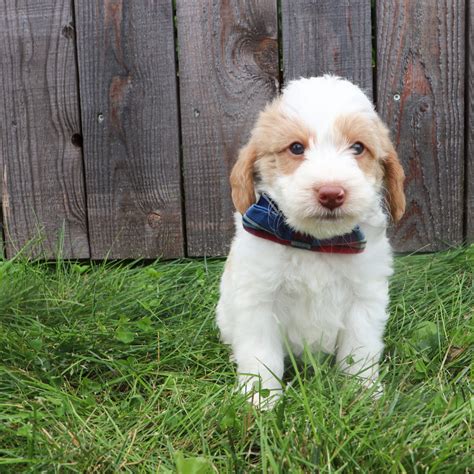 Labradoodle Puppies for Sale in Bainbridge, NY