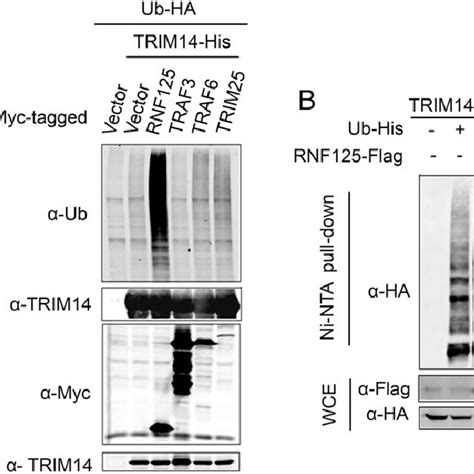 Pdf The Ubiquitin Ligase Rnf Targets Innate Immune Adaptor Protein