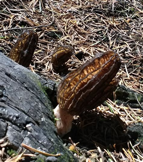 Morel Season Barreca Vineyards